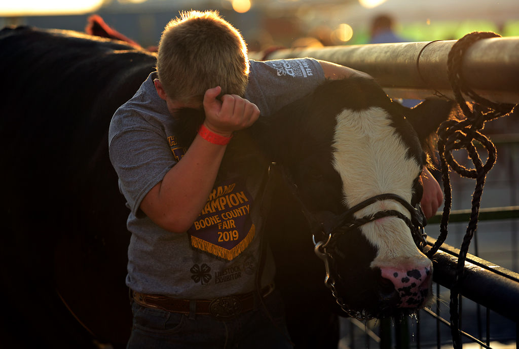 Colt West, 10, holds his calf Speckled Nose after her final bath